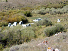 USA-Idaho-Medicine Lodge Horse Drive